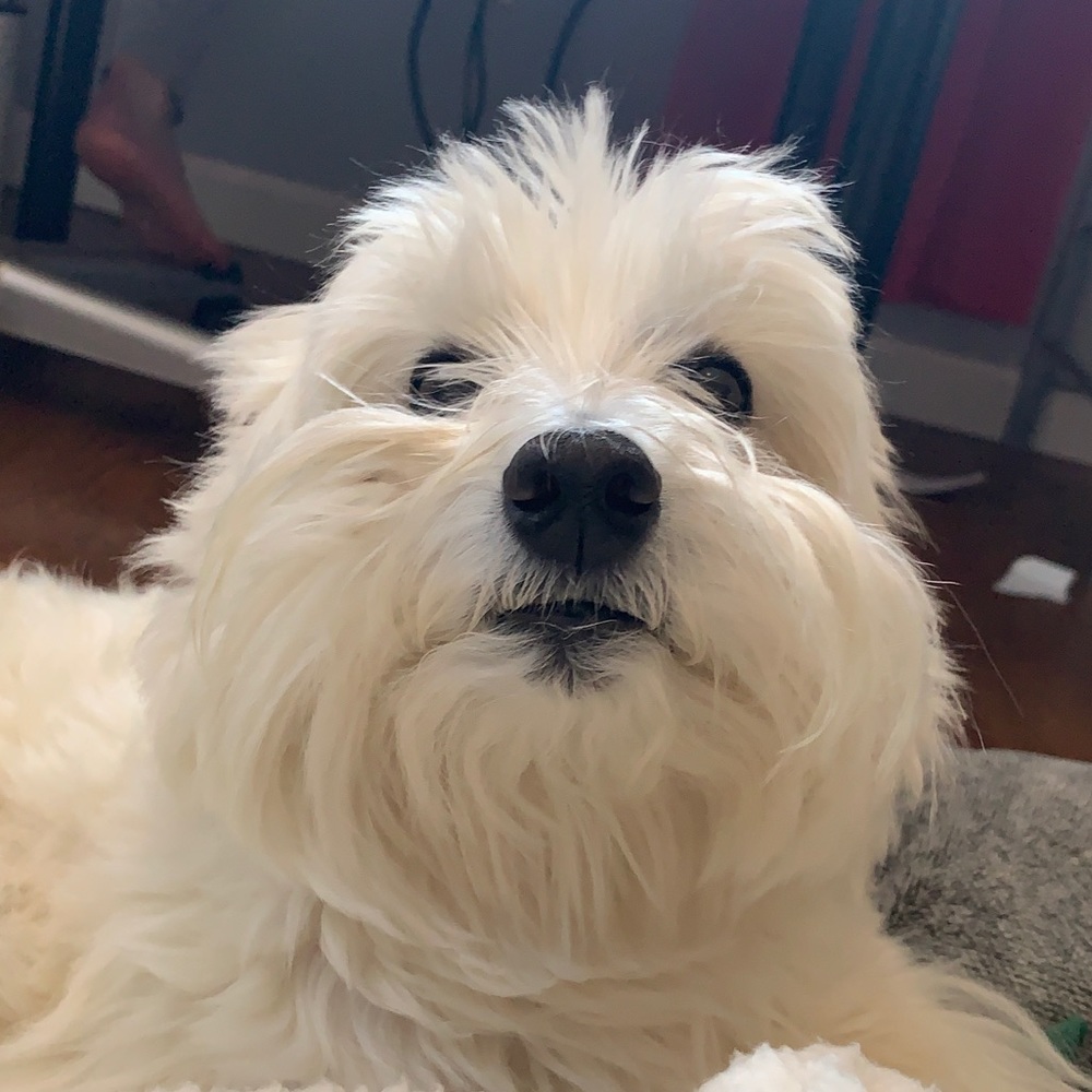 Meet your Posher, Dasey